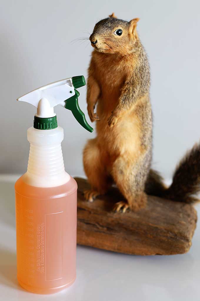 Easy to make homemade squirrel repellent