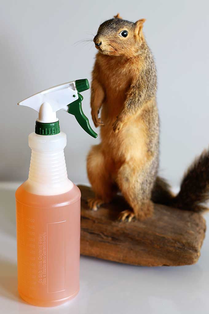 Tips for Getting Rid of Squirrels