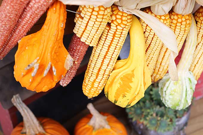 Ears of corn eaten by squirrel and chipmunks