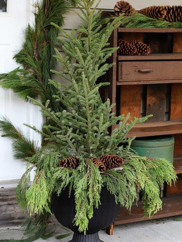 Porch planter for the holidays using small pine trees and pine cones.