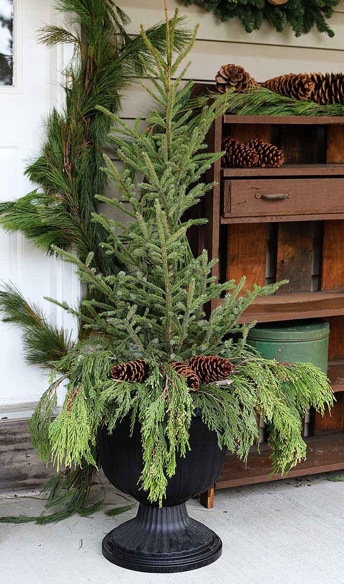 Porch planter for the holidays using small pine trees and pine cones. 