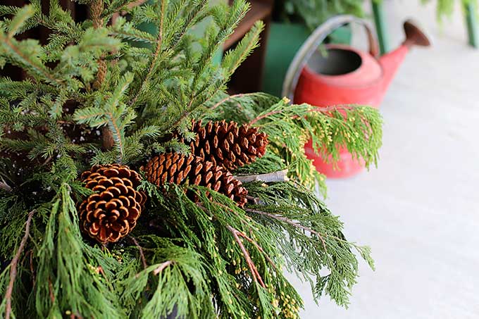 Pinecones in a winter porch pot