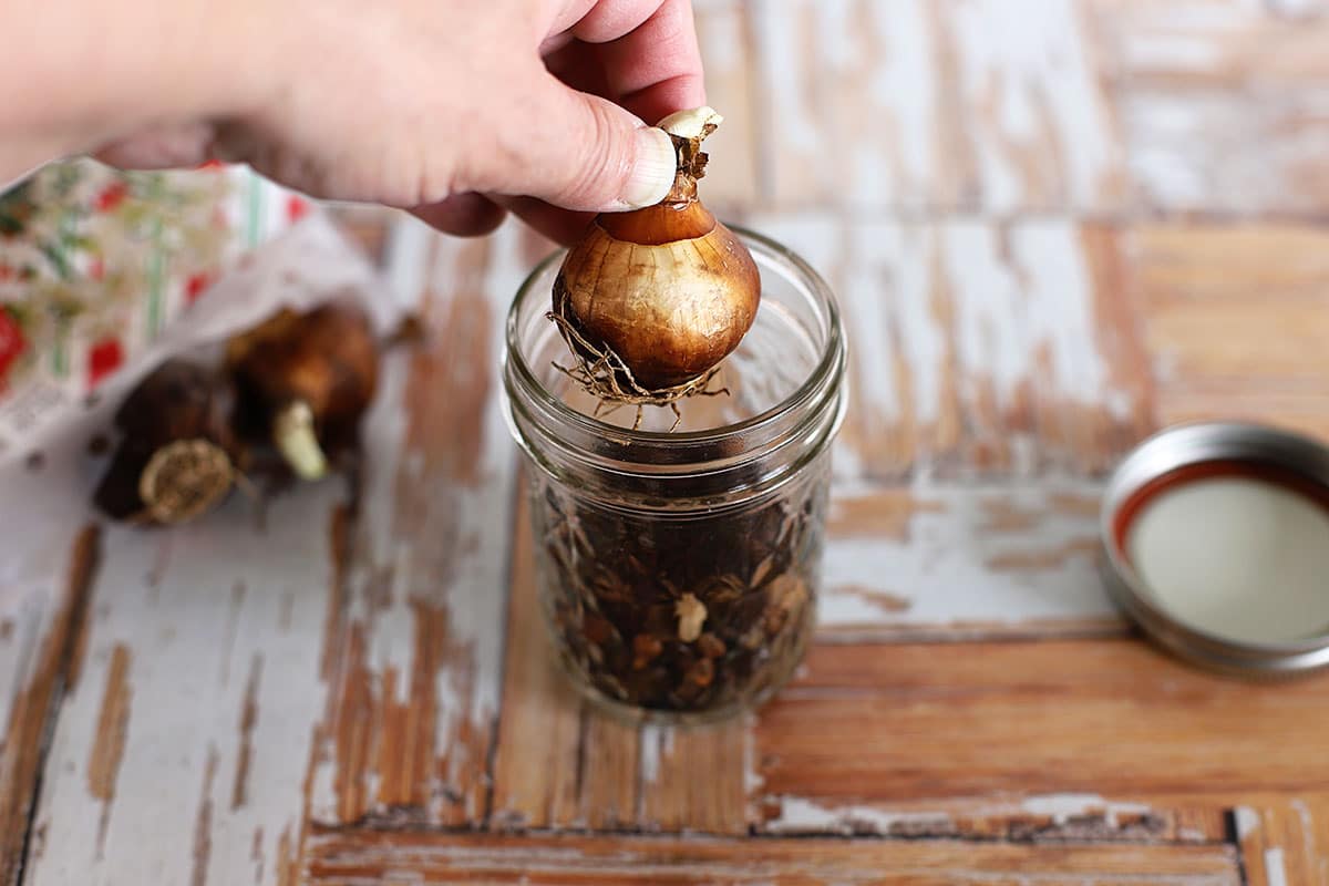 Plant paperwhite bulbs with pointy side up and roots down.