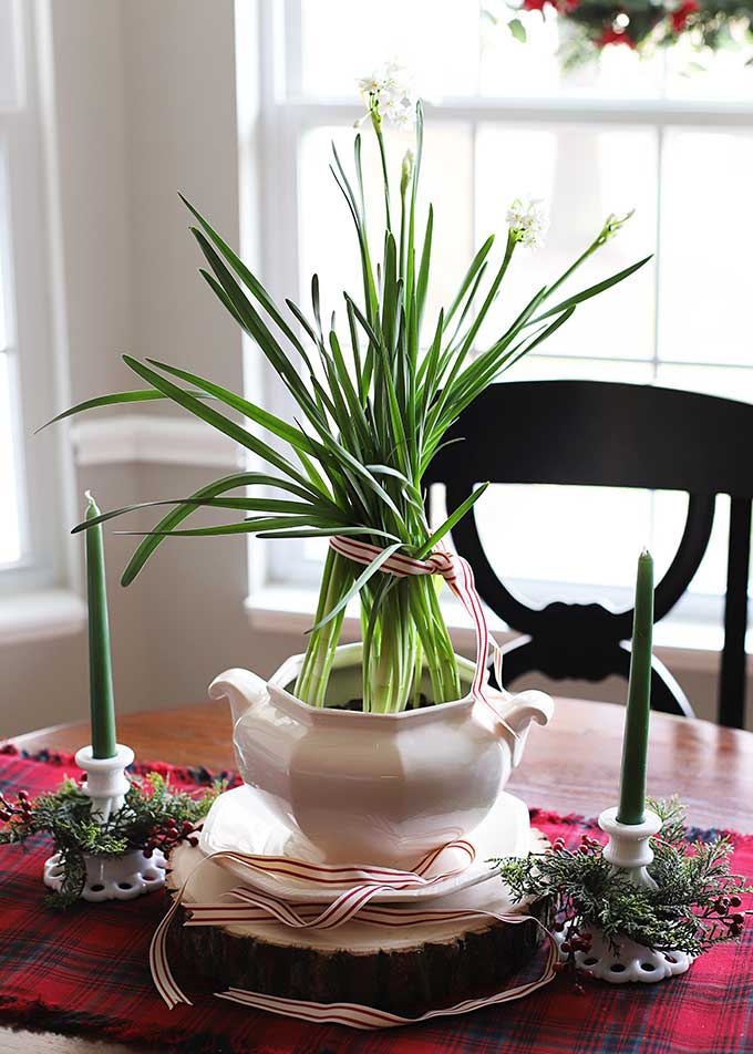 Paperwhites planted in white soup tureen 