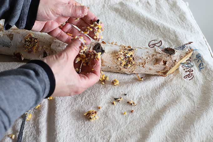 Placing suet in log bird feeder