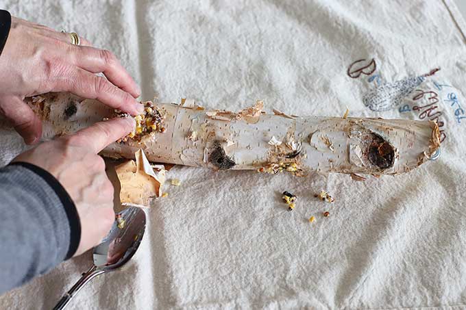 Placing suet in log bird feeder