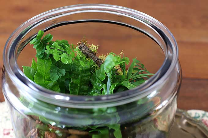 Plants in a terrarium