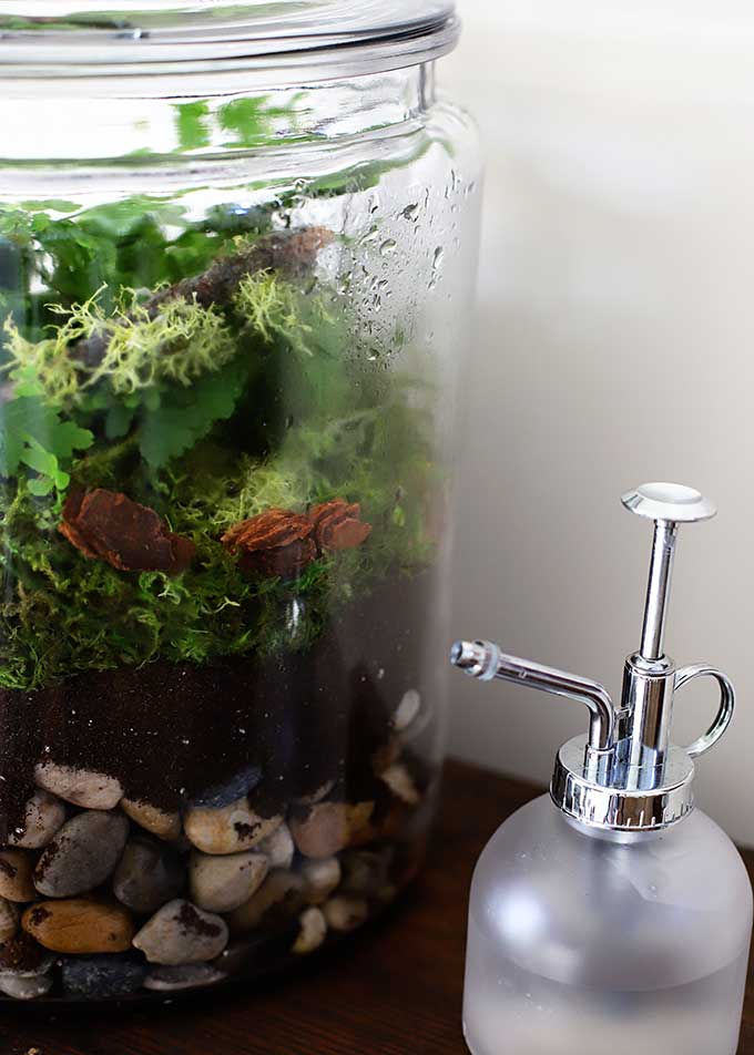 Droplets of water inside a terrarium