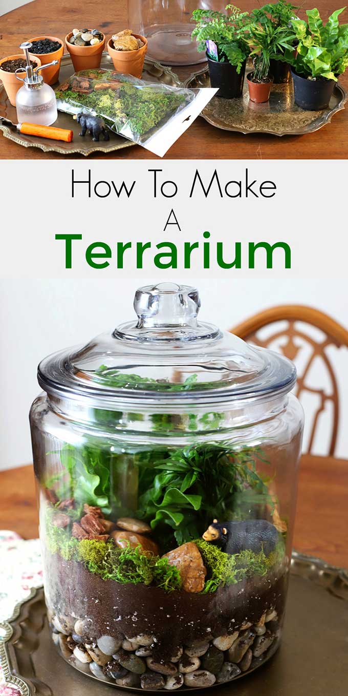 Easy step by step instructions for how to make a terrarium. Including the best terrarium plants, supplies needed and terrarium container ideas. #terrarium #diyhomedecor #gardening #gardeningideas #indoorgarden #indoorplants
