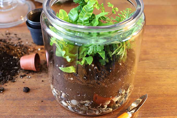 Plants in terrarium