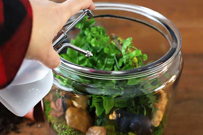 Misting an enclosed terrarium