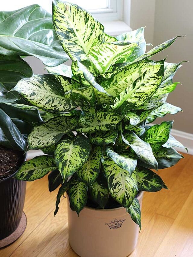 9 EASY TO CARE FOR HOUSEPLANTS (Story)