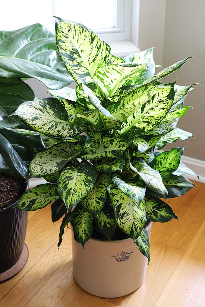 Dieffenbachia care and tips