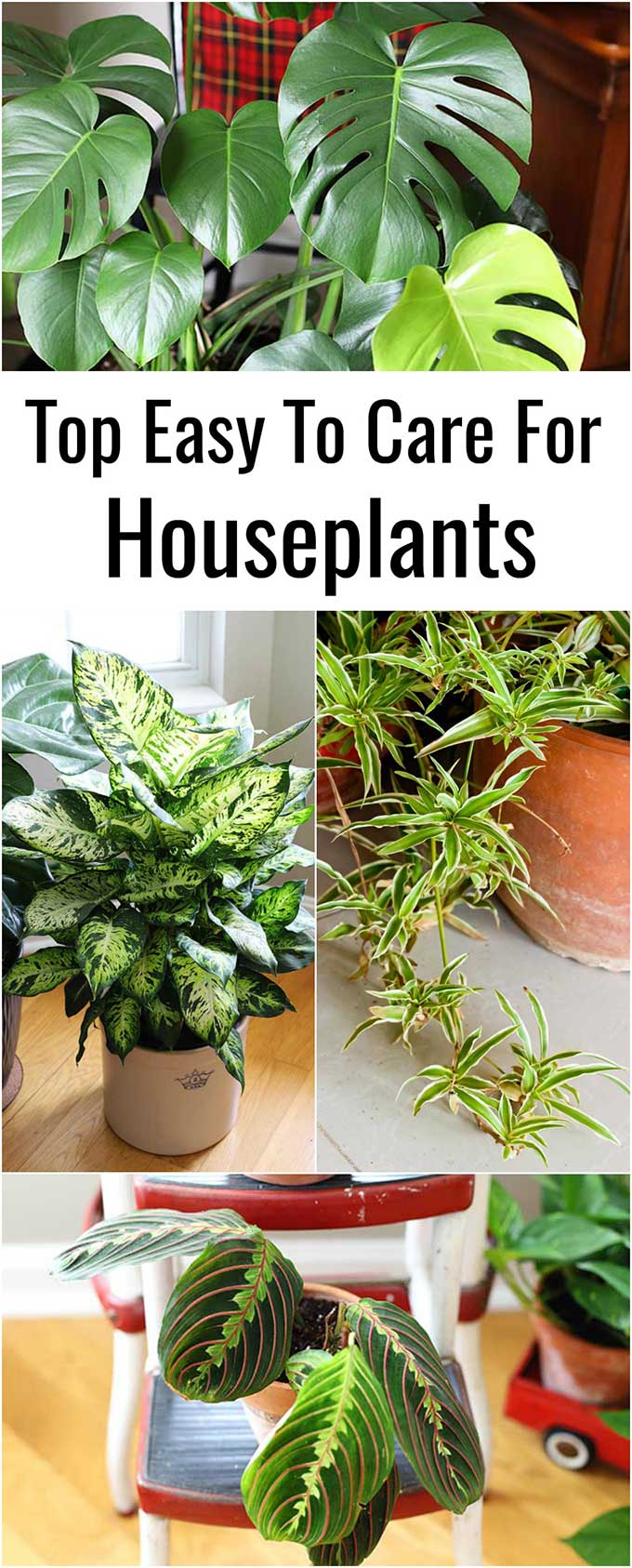 9 Easy To Care For Houseplants House Of Hawthornes 9-easy-to-care-for-houseplants-house-of-hawthornes
