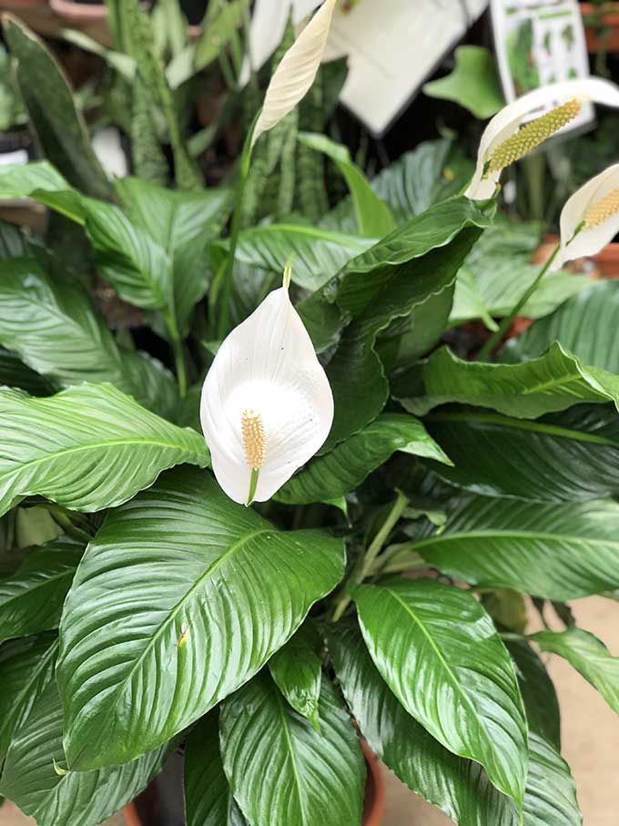 Peace Lily care