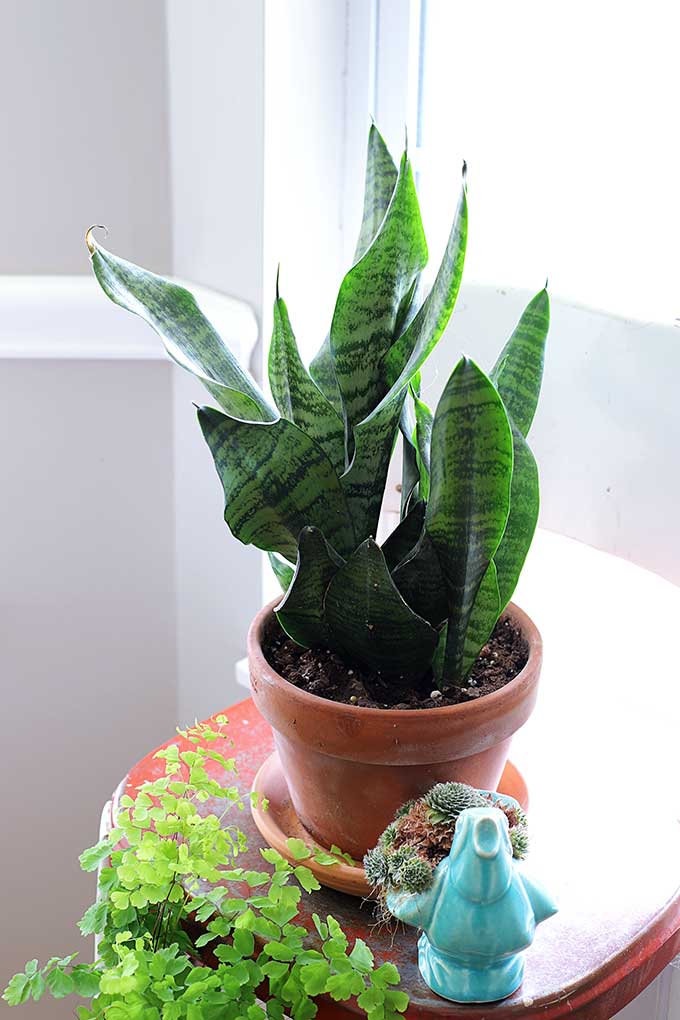 Snake plant care