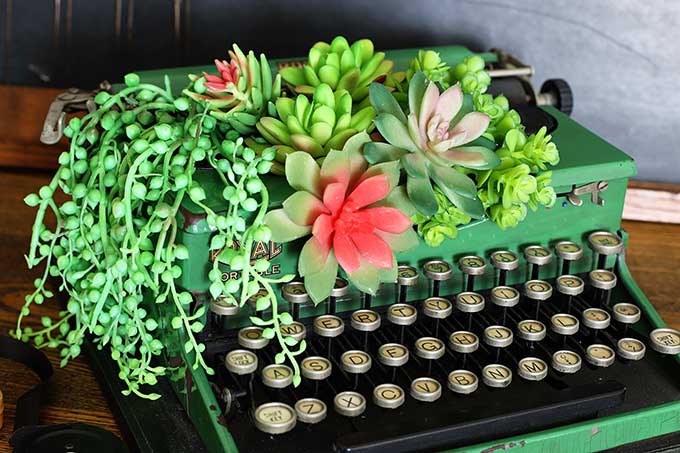 Faux succulents in typewriter planter