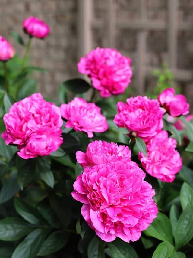 PEONIES NOT BLOOMING (STORY)