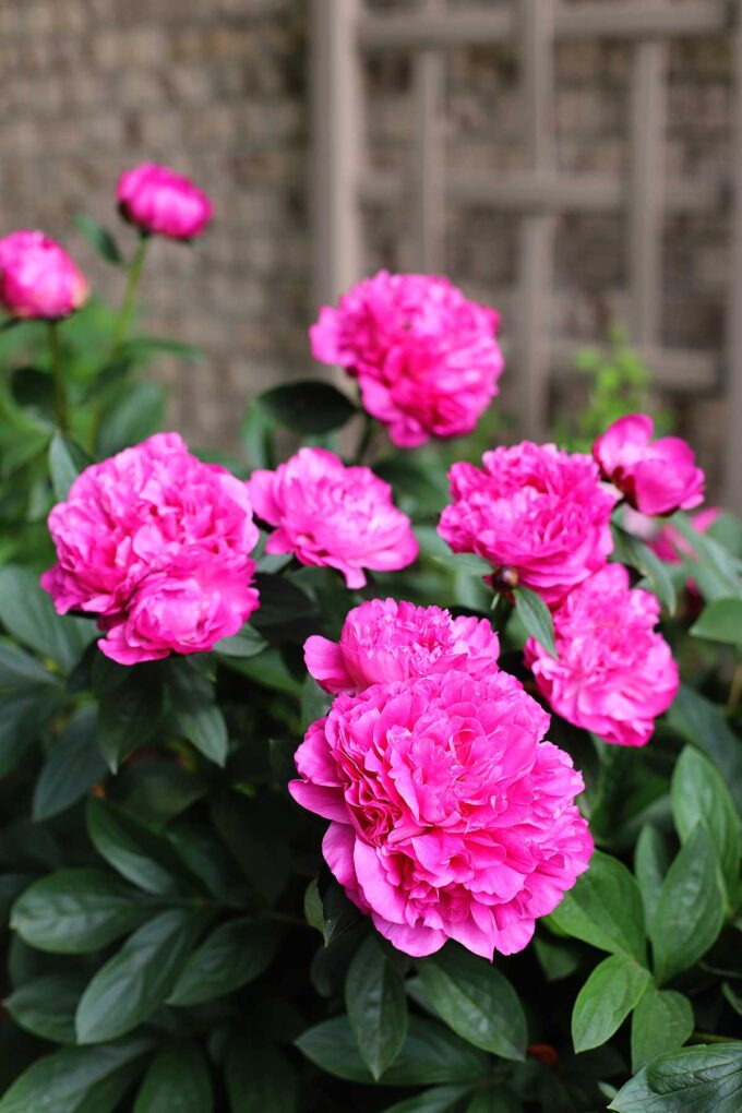How To Grow Peonies Your Complete Guide House of Hawthornes