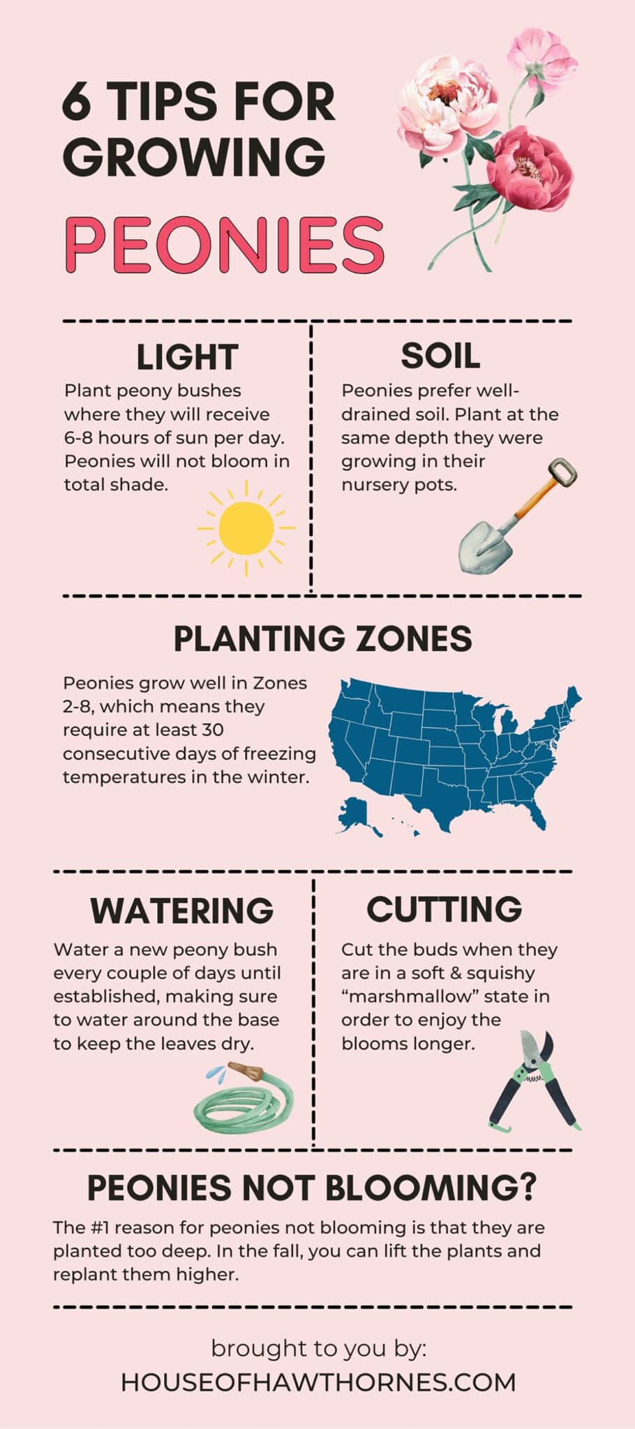 An infographic for the planting and care of peonies. This infographic includes tips on soil, planting zones, tips for harvesting peony buds and more. 