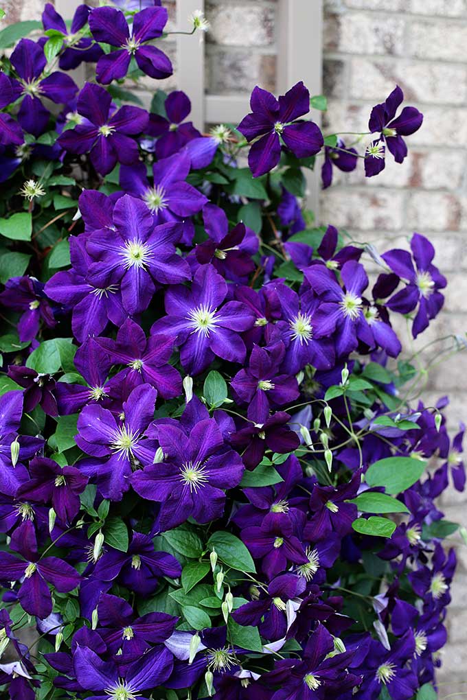 Growing clematis in your garden