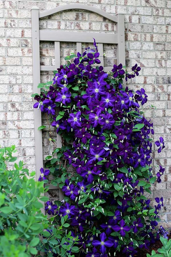 5 Simple Tips For Growing Clematis Vines House of Hawthornes