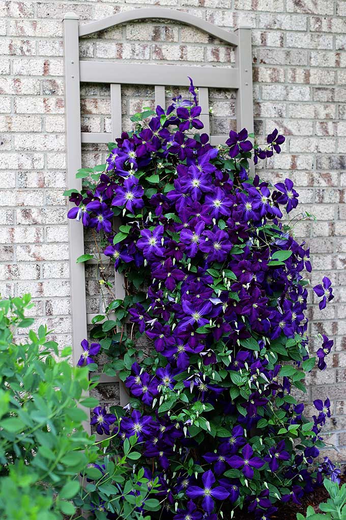 5 Simple Tips For Growing Clematis