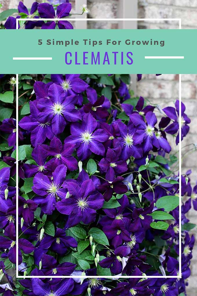Tips for growing clematis