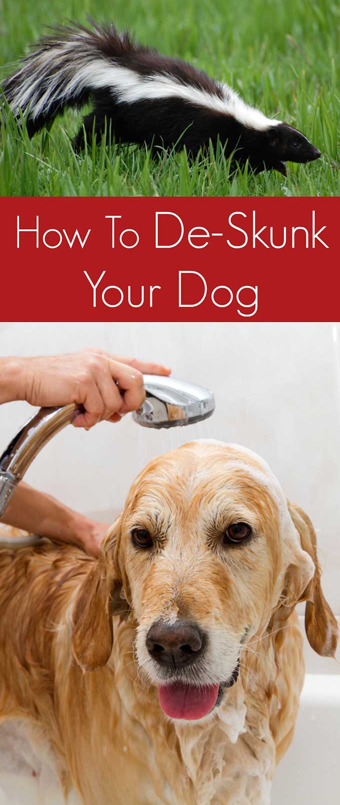 How to de-skunk your dog