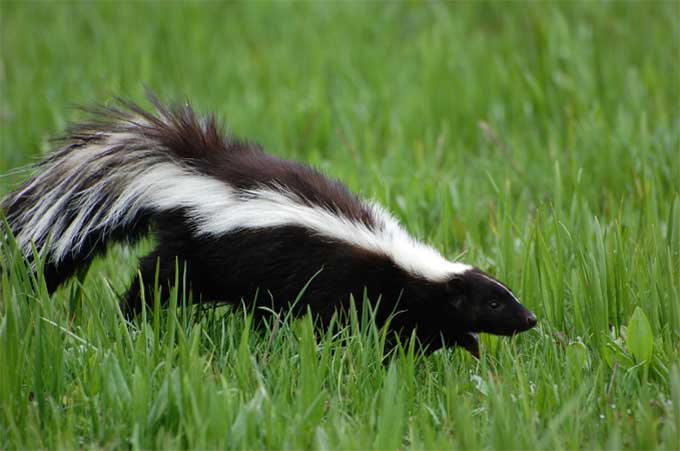 how to get rid of skunk smell