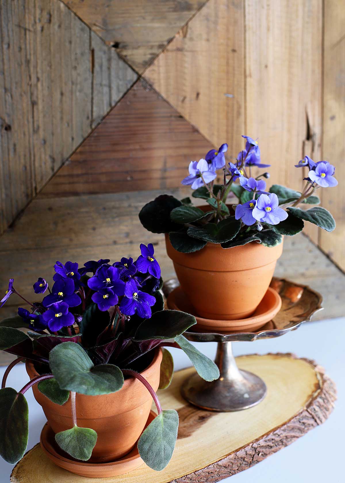 african violet care indoors