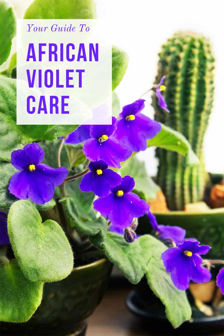 African violet care guide