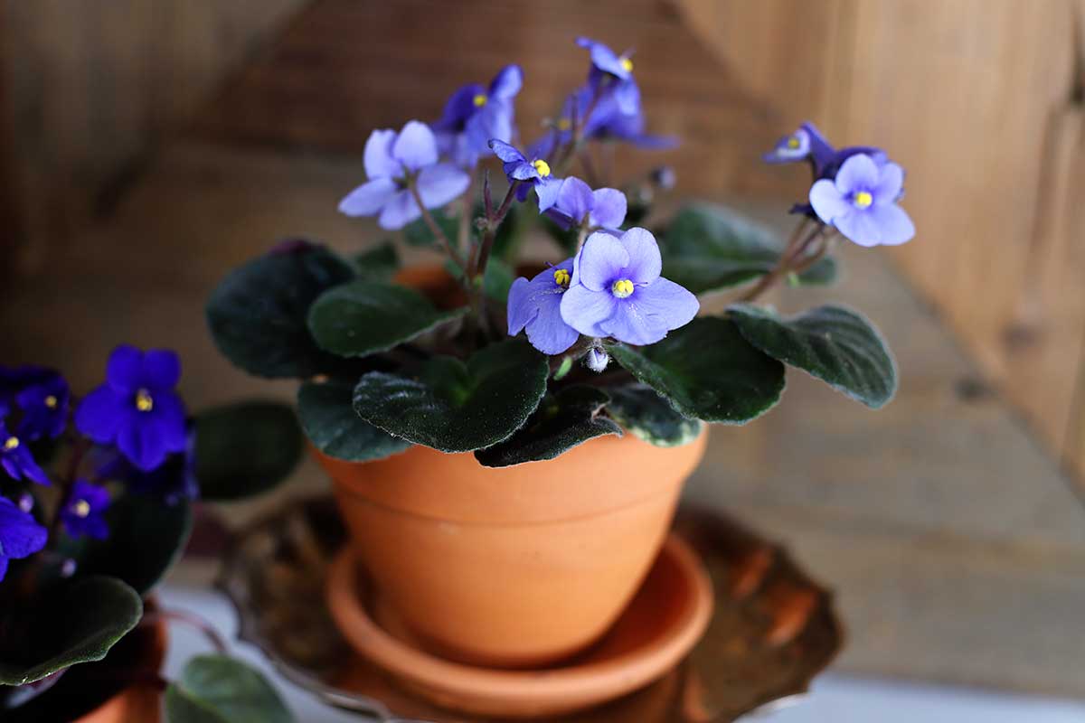 growing African violets