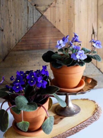cropped-african-violet-care-guide-85862.jpg