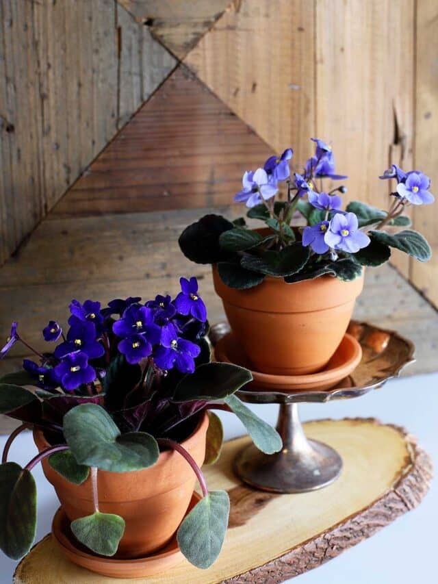 CARING FOR AFRICAN VIOLETS