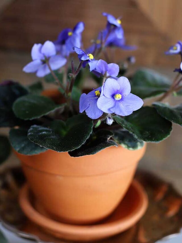 AFRICAN VIOLET CARE (Story)