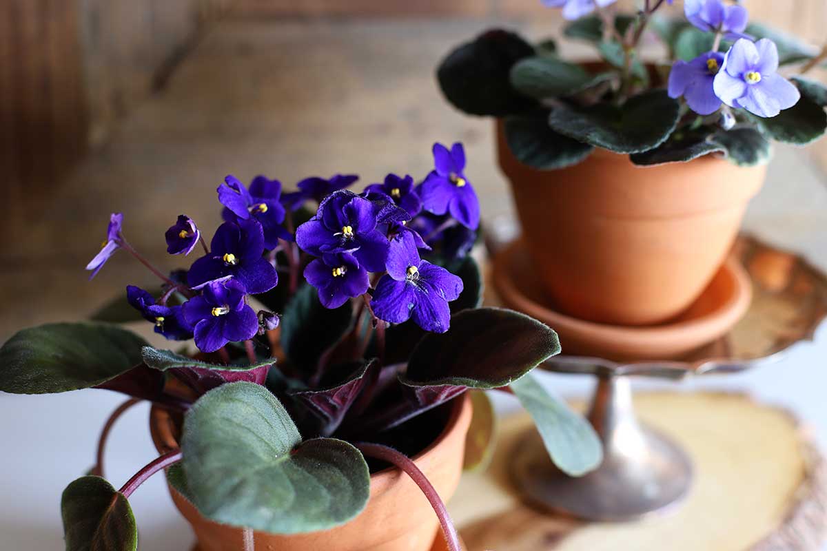 are african violet leaves toxic to cats Fun Of It Personal Website