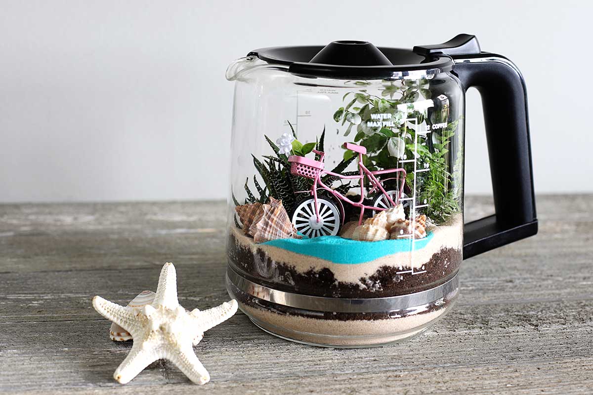 How to make a terrarium out of a coffee pot