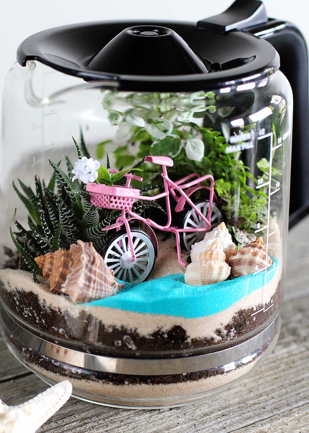 Coffee pot turned into a terrarium.