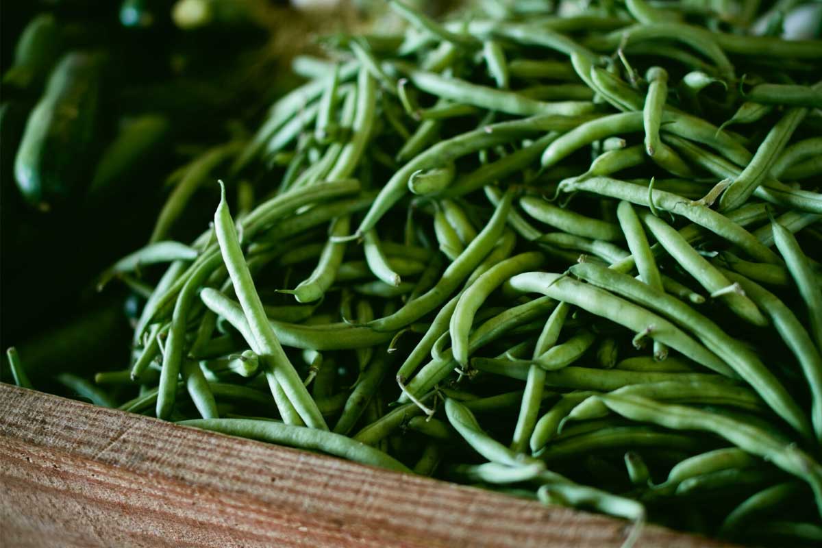 growing beans in the garden