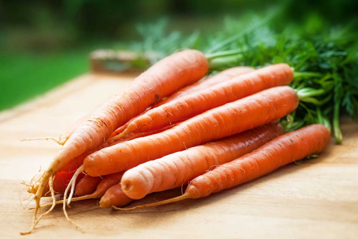 growing carrots in the garden