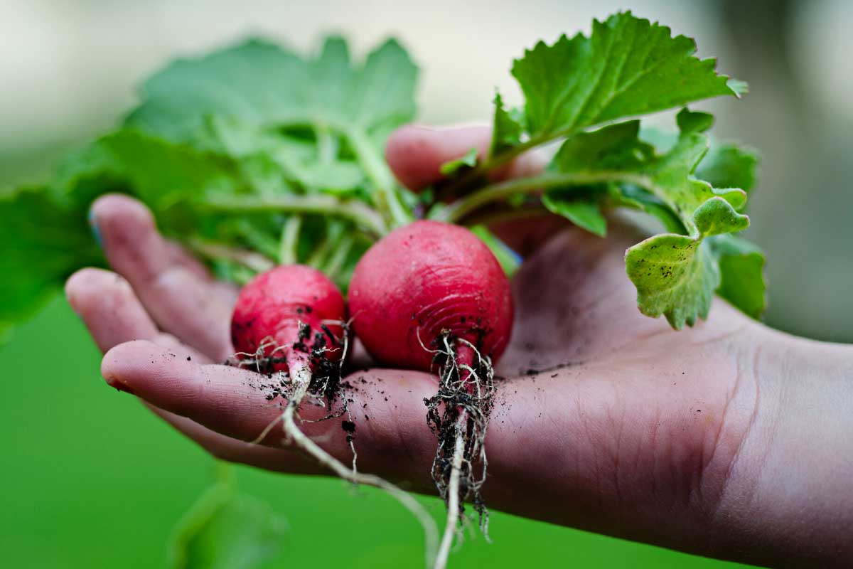 growing radishes in the garden