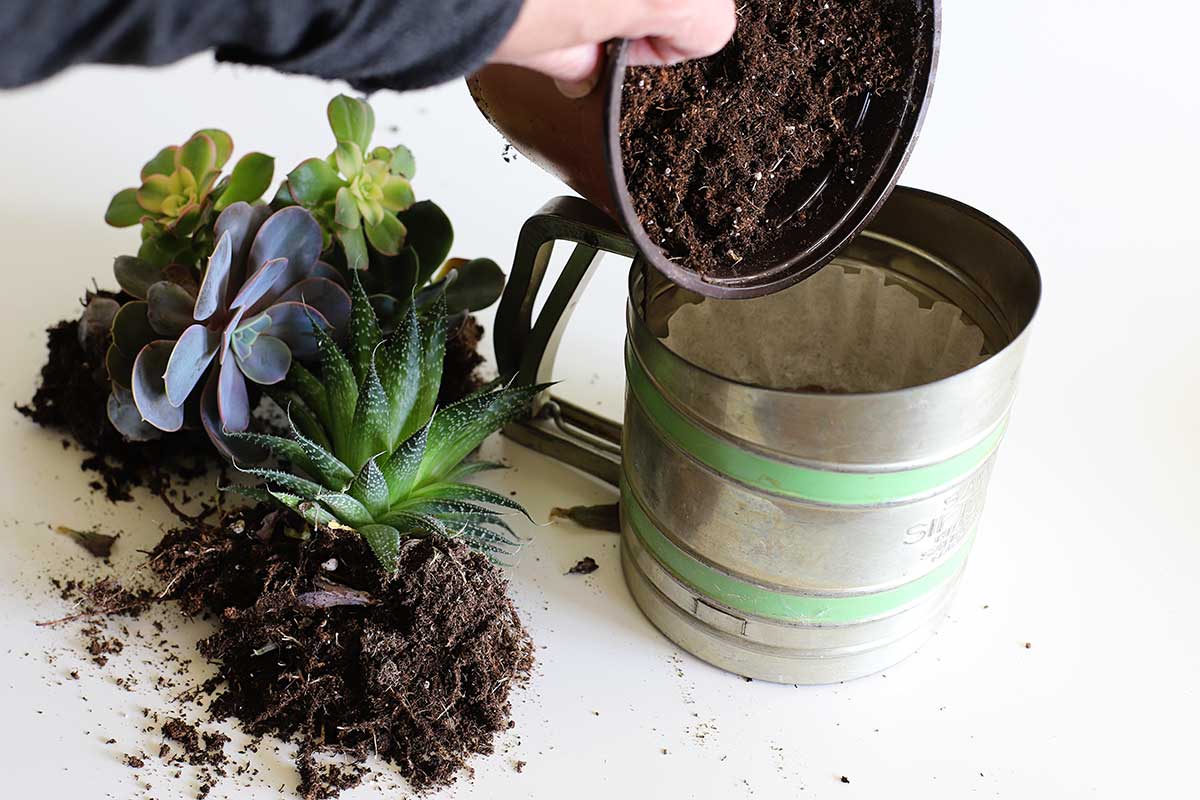 adding dirt to flour sifter planter repurpose project