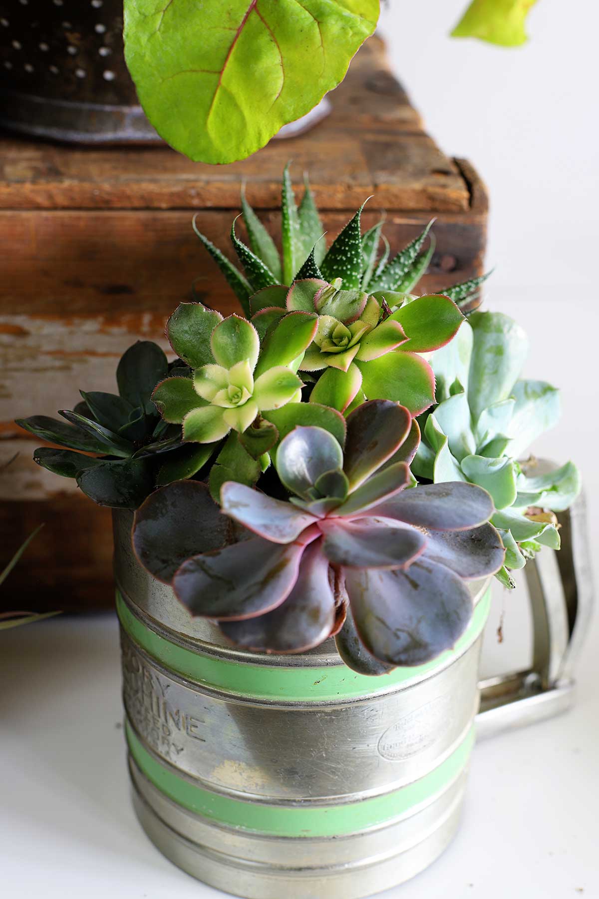 Flour sifter used as a succulent planter