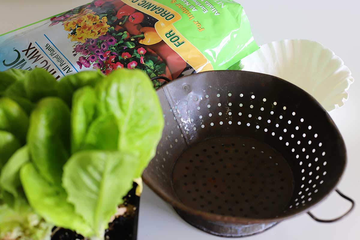 repurposing kitchen colander in the garden