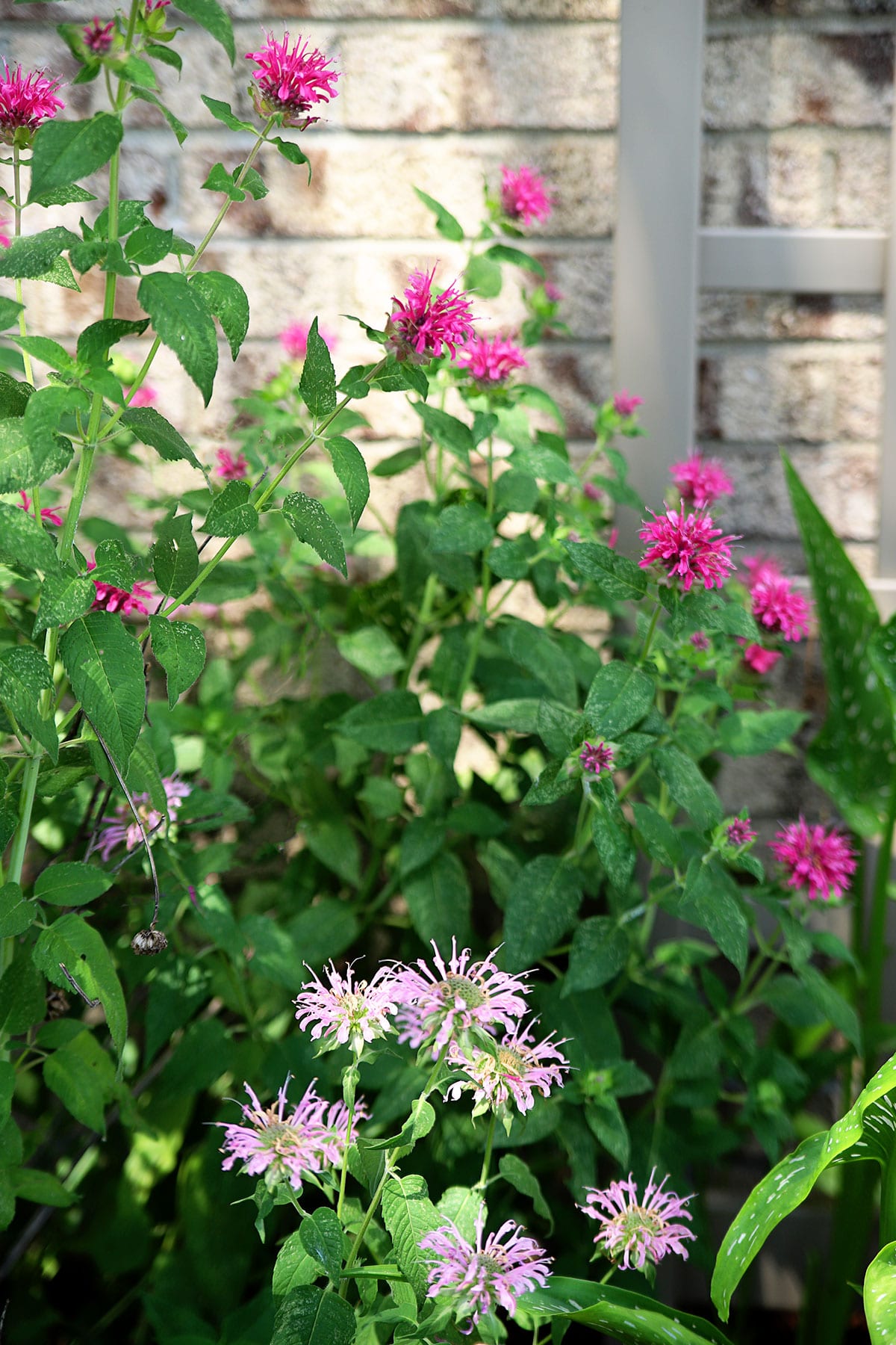 growing bee balm in the perennial garden