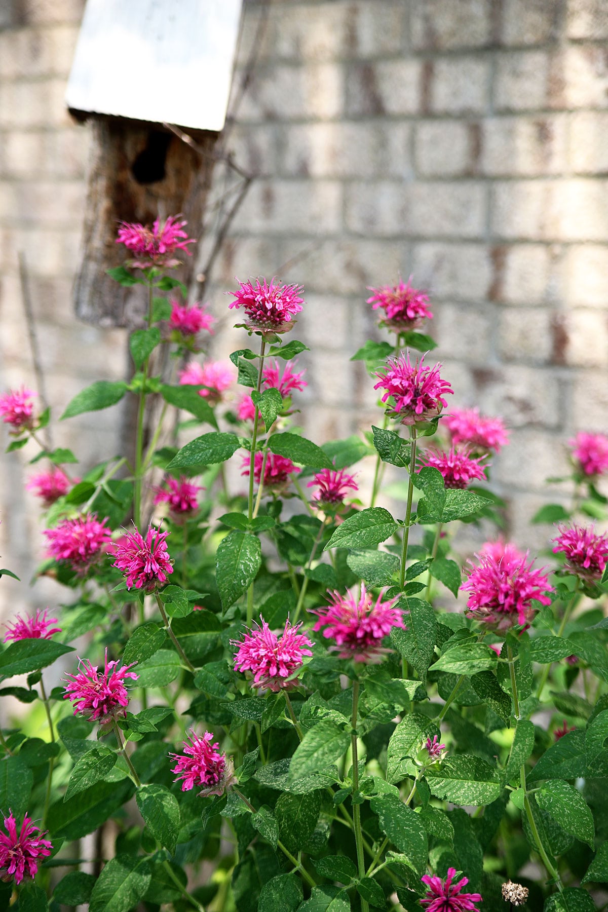 Bee balm grown to attract hummingbirds, bees and butterflies. 