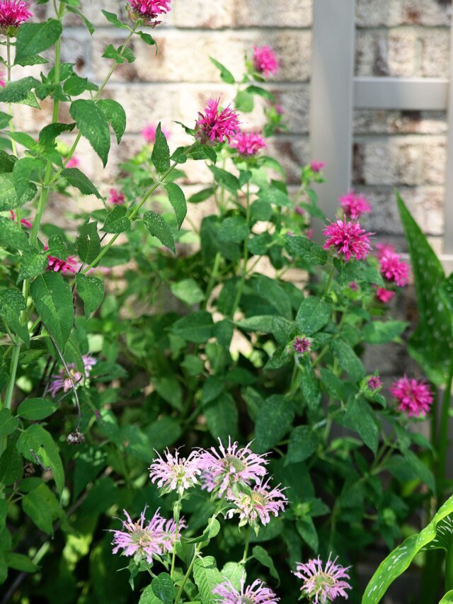 5 TIPS FOR GROWING BEE BALM