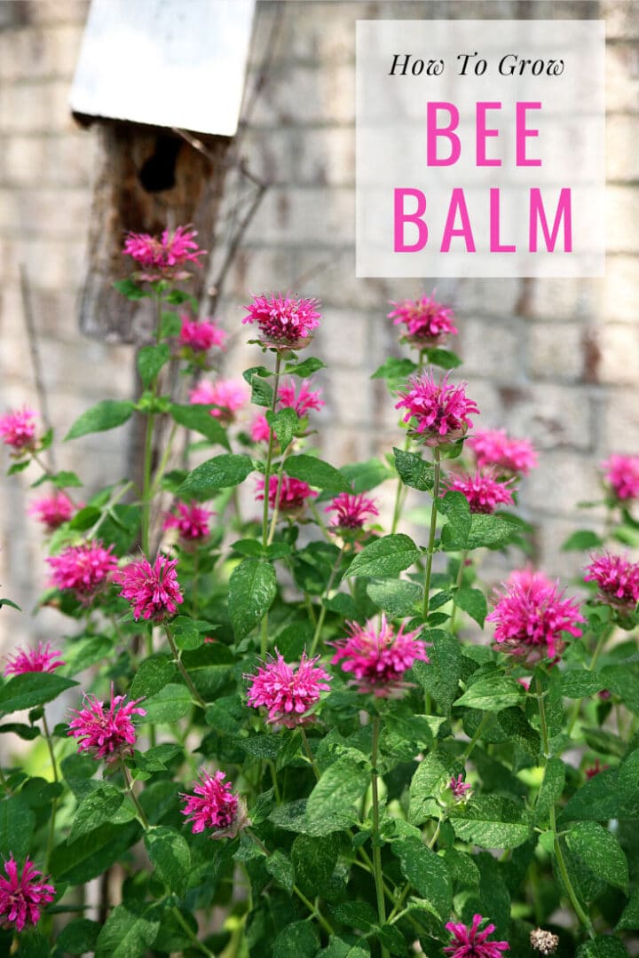 How To Grow Bee Balm House of Hawthornes