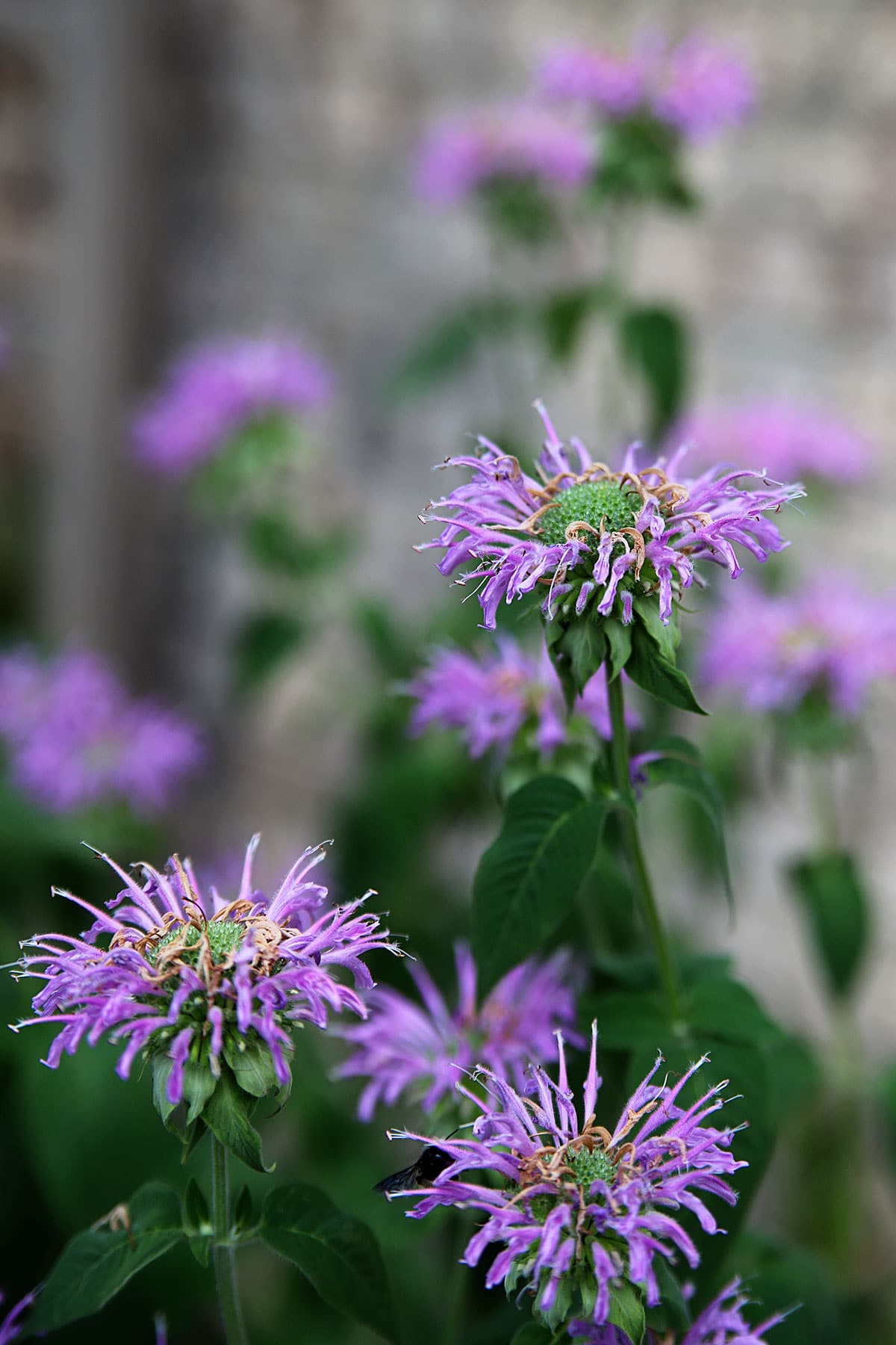 Bee balm - Monarda fistulosa